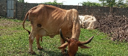 ગાય વેચવાની છે