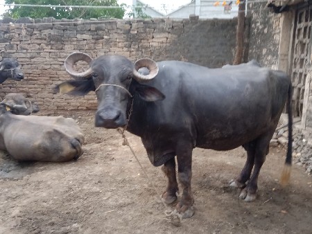 બે ભેંસો વેચવાની છે