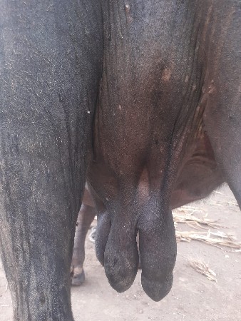 ભેંસ વેચવા ની છે