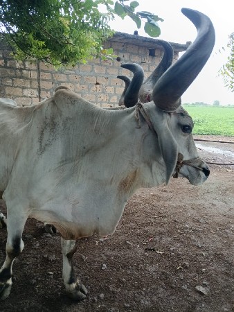 બળદ વેચવાના છે