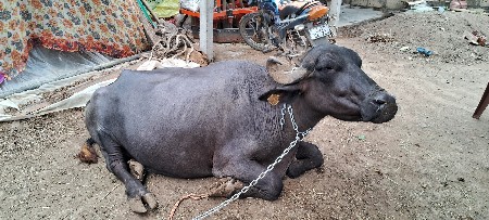ભેંસ વેસવાની છે