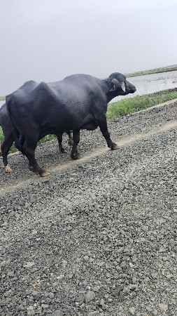 બીજું