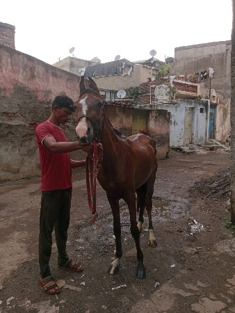 આ વછેરો વેચવા નો