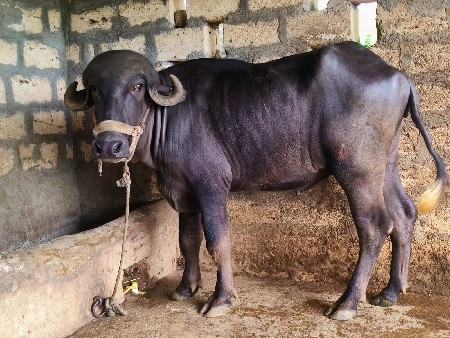 જાફરાબાદી ખળેલી વેચવાની છે