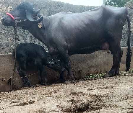 ખડૅલી વૅચવાની છૅ.