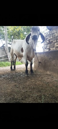 ગીર વાસડો વેસવાનો સે