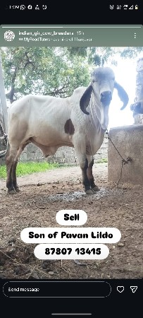 ગીર વાસડો વેસવાનો સે