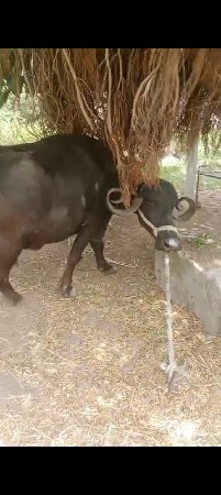 ત્રીજું વેતર