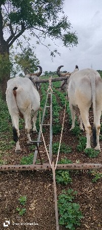 વેચવાના