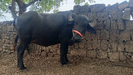 વૅચવાની છે