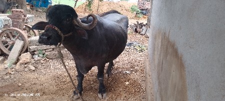 ભેંસ વેચવાની છે