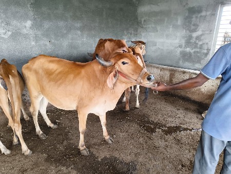 બાલકૃષ્ણ ગૌશાળા  વીરડી ગાય વેચવાની