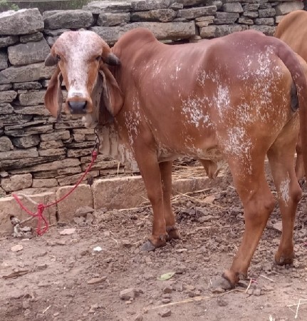 કાબરી ગીર વાછડી છે 2 વર્ષ ની છે