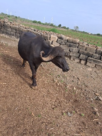 ત્રણ ભેંસ વેચવાની