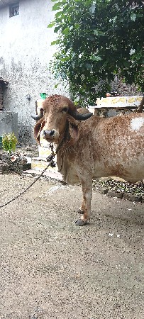 ગાય વેચવાની છે
