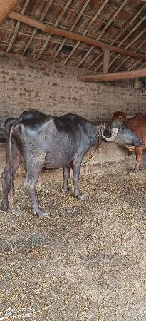 વેચવાની છે