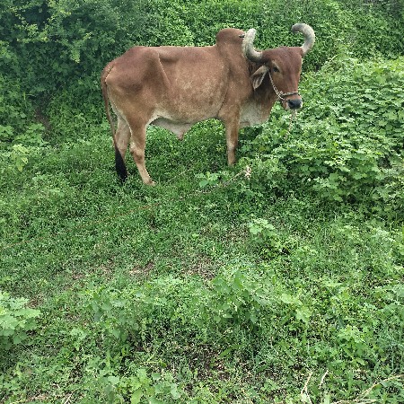 બલધ વેચવાના છે