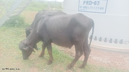 આ પાડો વેચવાનોછે