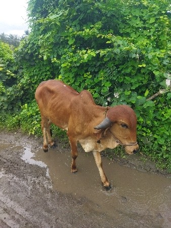 ગિર વાછડી 
2 વર્ષ   9 મહિના