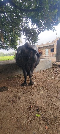 રામ શ્રી રામ પિઠીયા ગામ નગીચાણા
