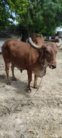 ડાબયાર