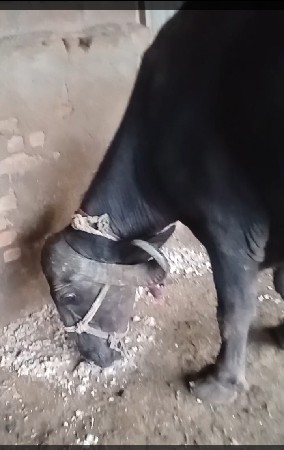 બીજું વેતર ૨૫ દીવસ કાસી