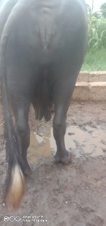 ભેસ વેચવાની છે