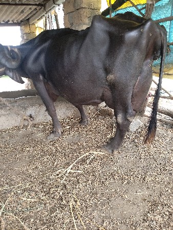 ભેંસ વેચવાની છે