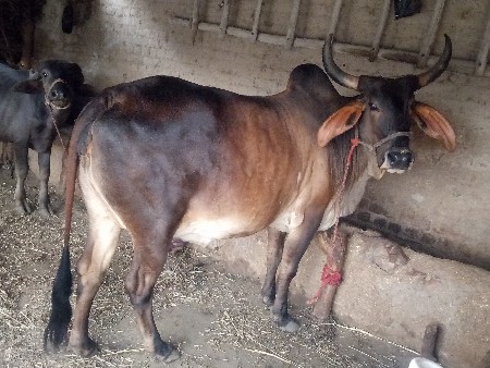 ગાય