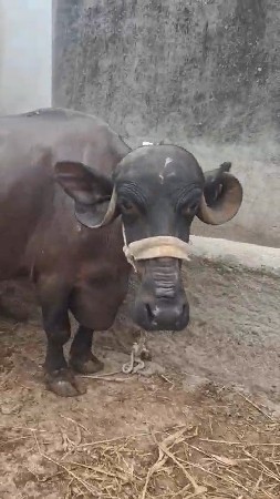 2 ભેંસ વેચવા ની છે