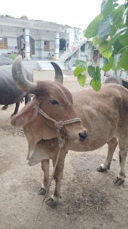 આ ગાય વેચવાની છે