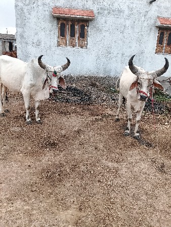 છ દાતે ઘોઢલા