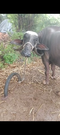 બીજું વેતર