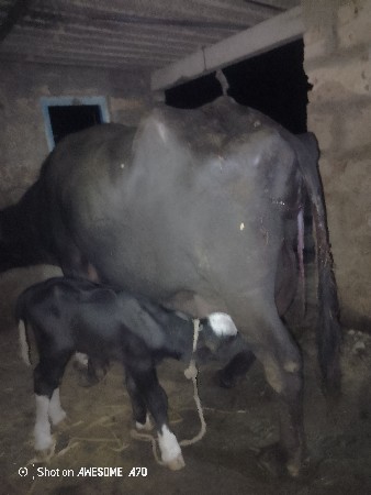 ભેંસ વેચવાની છે અટાણે વિયાણી