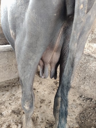 પેલા વેતર ની ખડાઈ વેચવાની છે