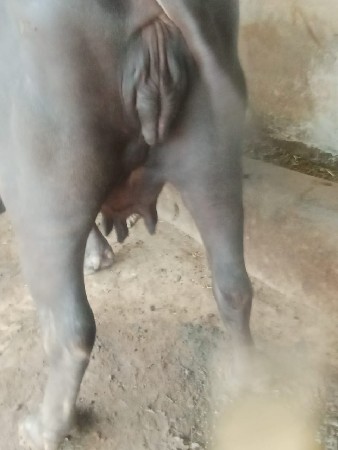 રામભાઈ ડેર