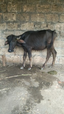 ખડેલી