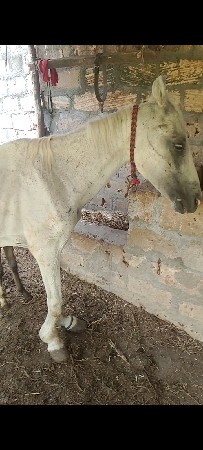 ઘોડી વેશવાની છે