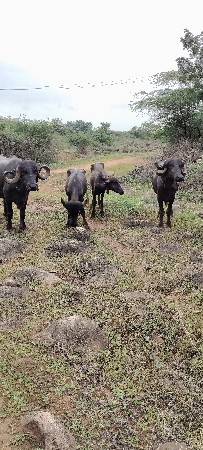 આખડેલા જવાબદારી થી વેસવાના છે