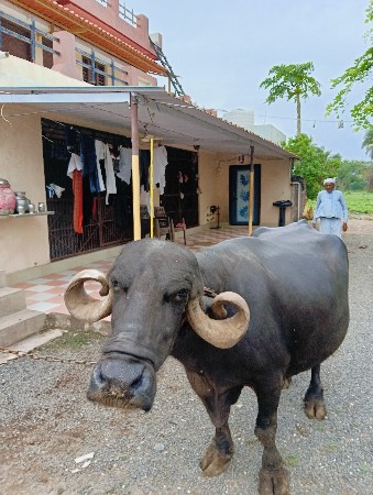 ભેંસ વેચવાની છે