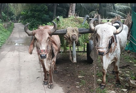બળદ વેચવાના
