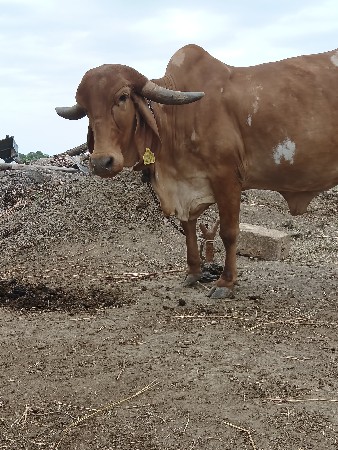Agar Goswami se