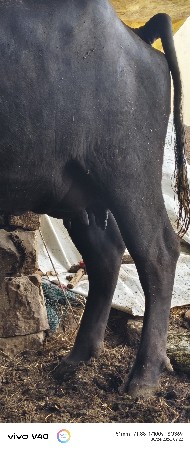 10દિવસ ની કાશી સે ઓરિજનલ
