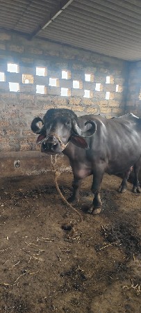 ભેંશ