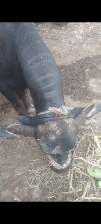 ભેંસ વેચવાની છે.