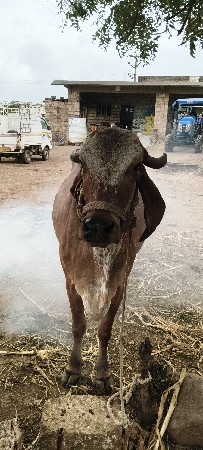 ગાય વેચવાની છે બીજું વેતર ગીરનું