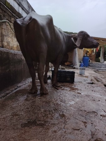 ભેંસ વેચવાની છે