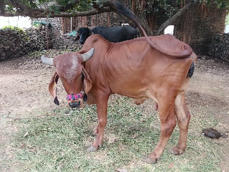 દેવશી રામ