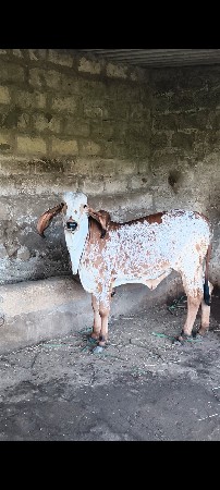 વાસળી