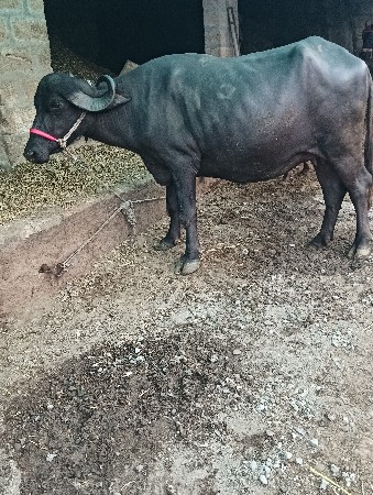ભેંસ વેચવાની છે